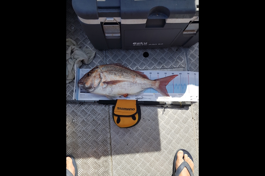 Tony  Haussmann caught this 55.0cm Snapper at Cook Strait during The Export NZ Fishing Competition