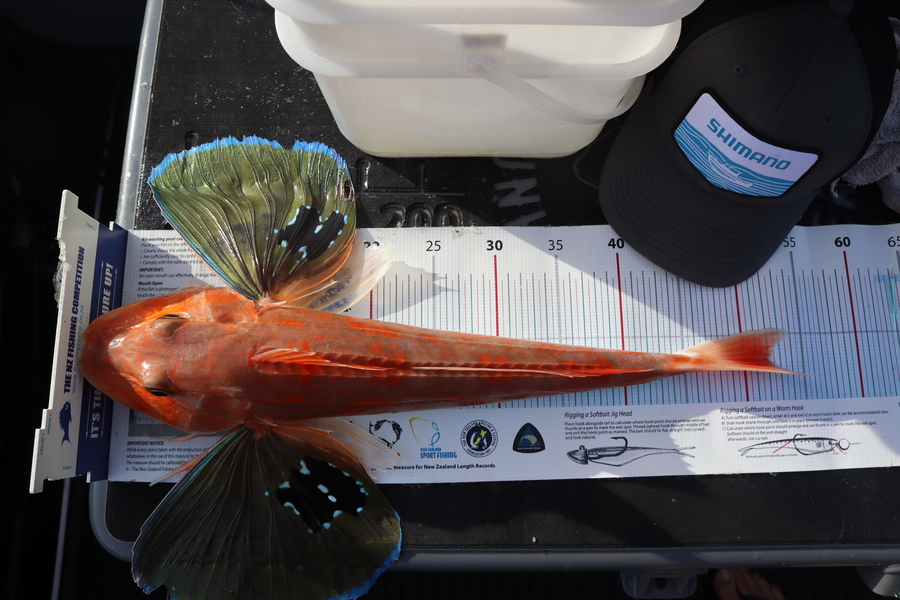 Craig Bartlett caught this 52.0cm Gurnard at Marlborough sounds during The Export NZ Fishing Competition