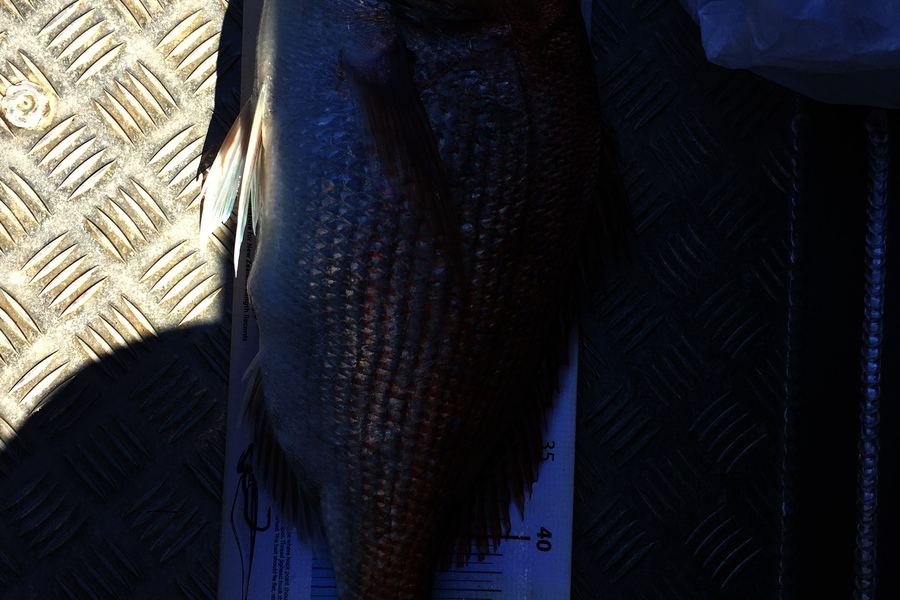 Scott Marriott caught this 53.0cm Snapper at Makara  during The Export NZ Fishing Competition