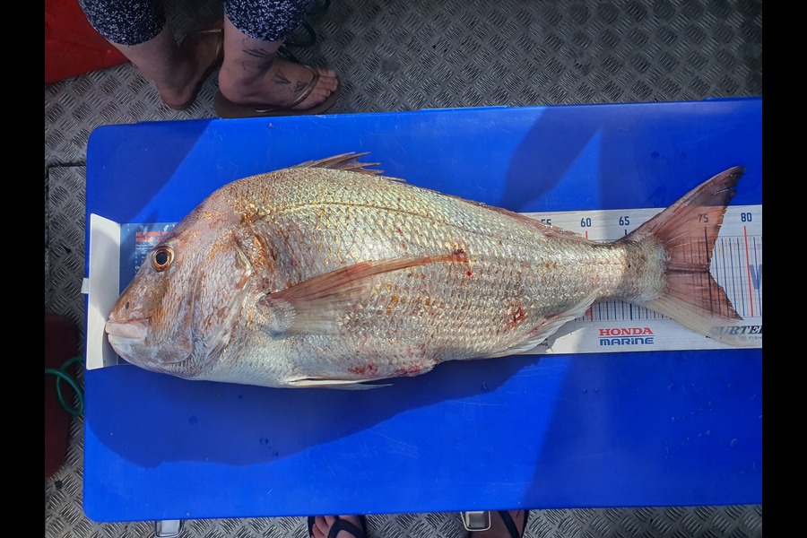 Leigh Tuuta caught this 74.5cm Snapper at Marlborough Sounds during The Export NZ Fishing Competition