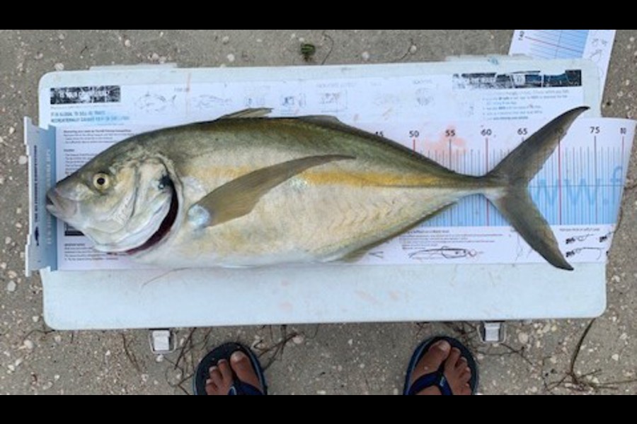 John Ra caught this 65.0cm Trevally at Rangiputa during The Export NZ Fishing Competition