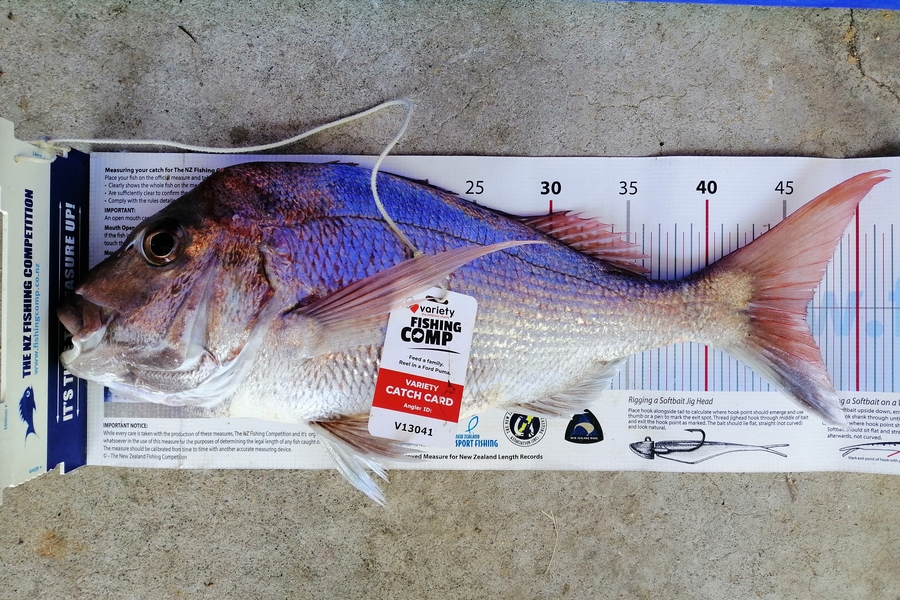 Brian  Gallogly caught this 46.5cm Snapper at Nth Waiheke during The Export NZ Fishing Competition