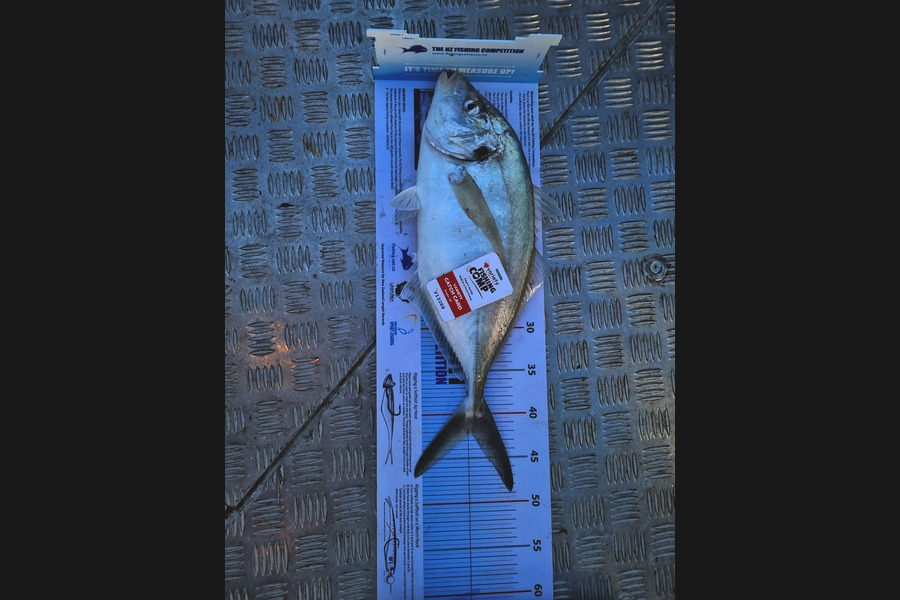 Kory Moorcock caught this 42.0cm Trevally at gisborne during The Export NZ Fishing Competition
