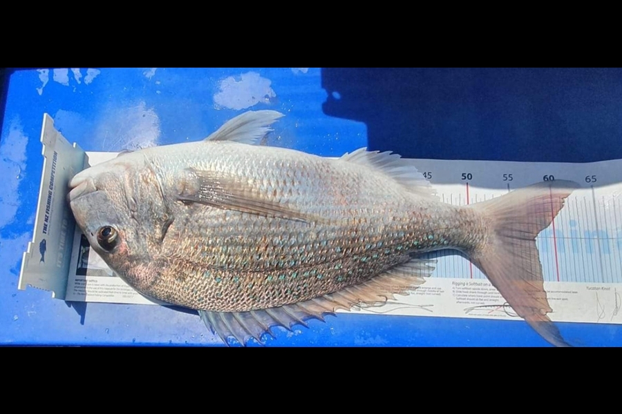 Kory Moorcock caught this 57.5cm Snapper at gisborne during The Export NZ Fishing Competition