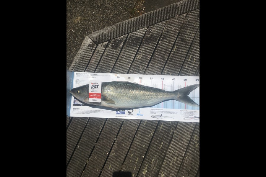 Jone Livia caught this 50.5cm Kahawai at Pukerua  during The Export NZ Fishing Competition