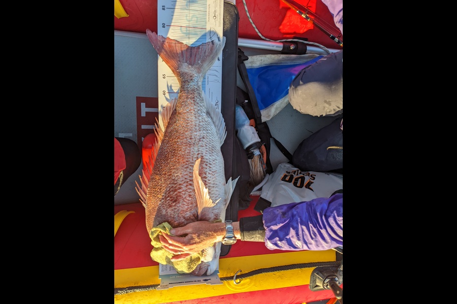 Andrew Corney caught this 74.5cm Snapper at Great Barrier Island during The Export NZ Fishing Competition