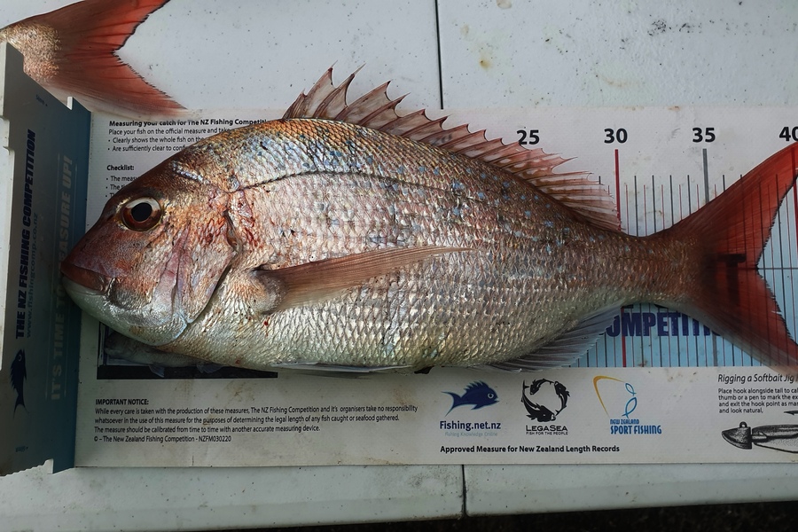 Pat Barrett caught this 37.5cm Snapper at Otaki Beach during The Export NZ Fishing Competition
