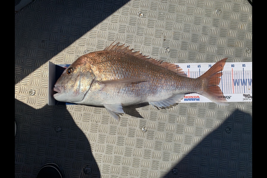 Paul Kingdom caught this 73.0cm Snapper at Mokohinau island  during The Export NZ Fishing Competition