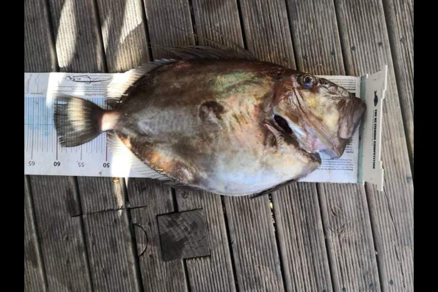 Damien Sinclair caught this 60.5cm John Dory at Palliser Bay during The Export NZ Fishing Competition