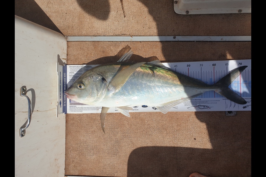 Justin Dodds caught this 65.0cm Trevally at Marsden Point during The Export NZ Fishing Competition