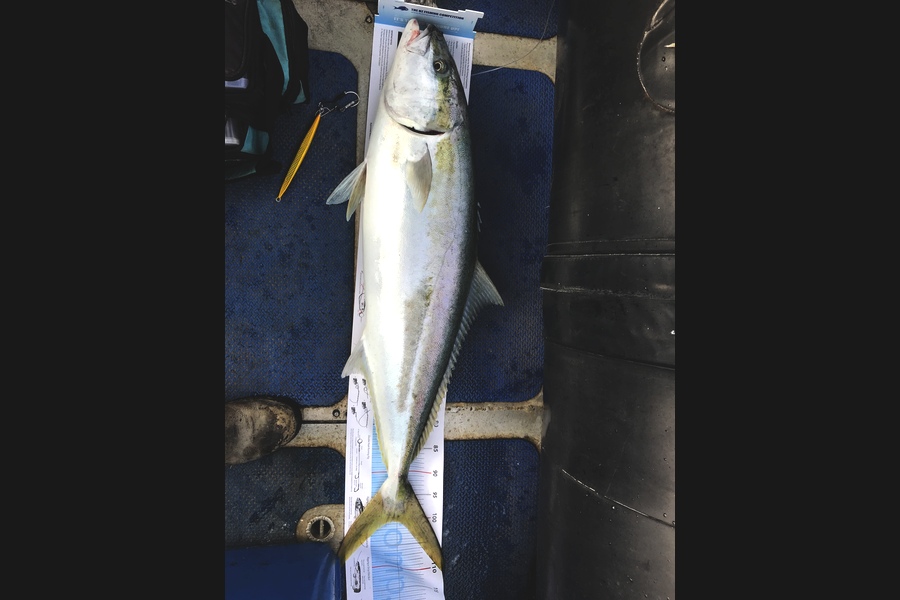 Donald Moormann caught this 100.5cm Kingfish at Kapiti during The Export NZ Fishing Competition