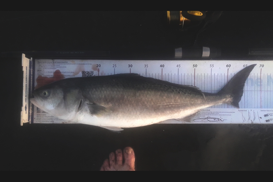 Clayton Hancock caught this 63.0cm Kahawai at foxton beach during The Export NZ Fishing Competition