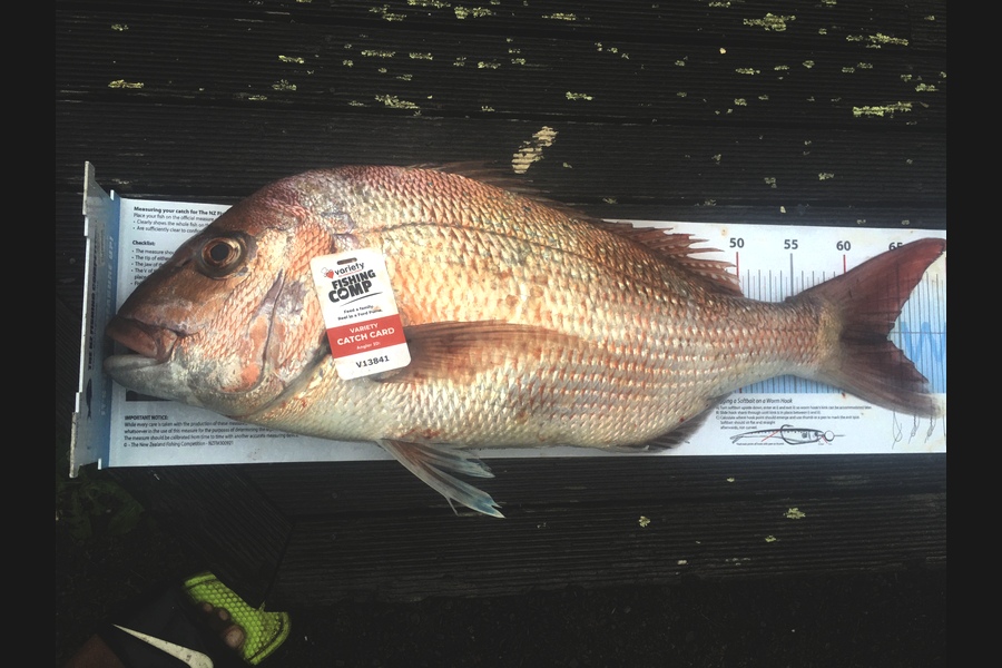 Jone Livia caught this 63.5cm Snapper at Pukerua during The Export NZ Fishing Competition