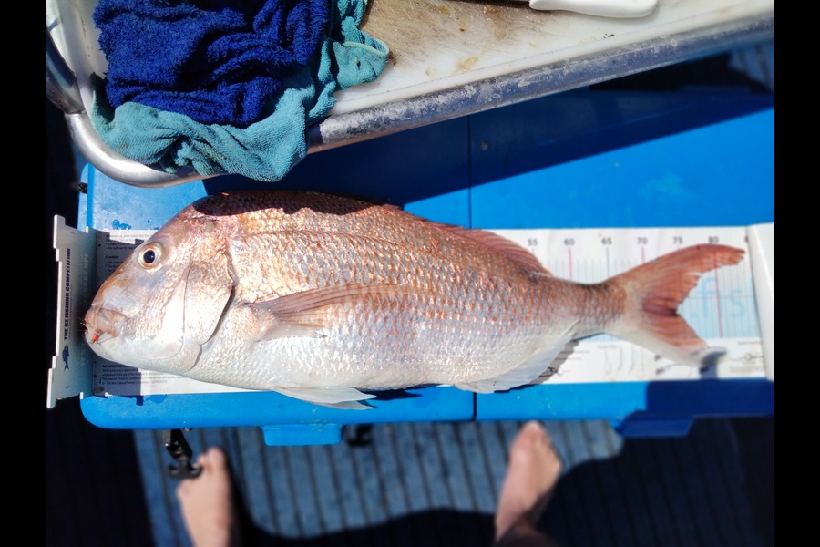Graham Dick caught this 74.0cm Snapper at Noises during The Export NZ Fishing Competition