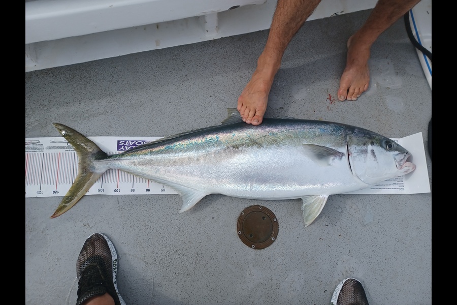 Karl Taylor caught this 113.0cm Kingfish at Far North during The Export NZ Fishing Competition