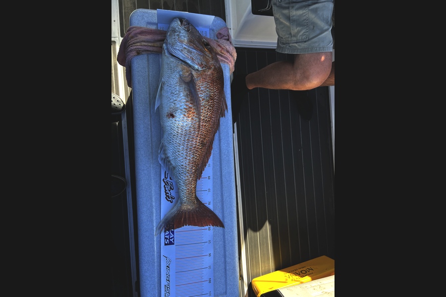 Alan  Sandrey  caught this 78.0cm Snapper at Little Barrier  during The Export NZ Fishing Competition