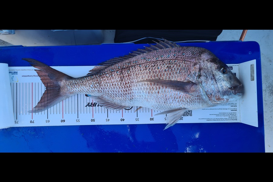 Jeff Cunningham caught this 65.5cm Snapper at mokohinau islands during The Export NZ Fishing Competition