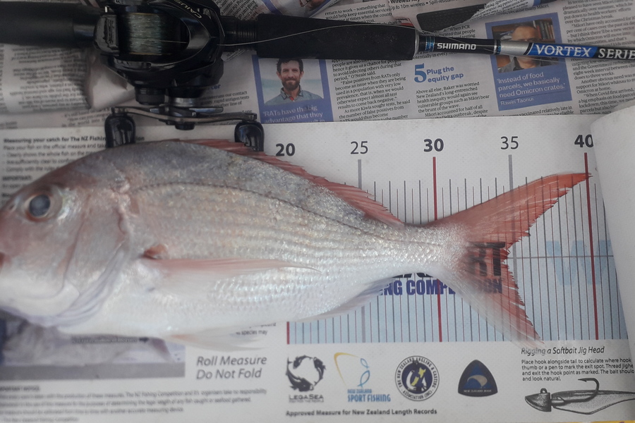 Briar Walker caught this 34.0cm Snapper at Waiheke bottom end  during The Export NZ Fishing Competition
