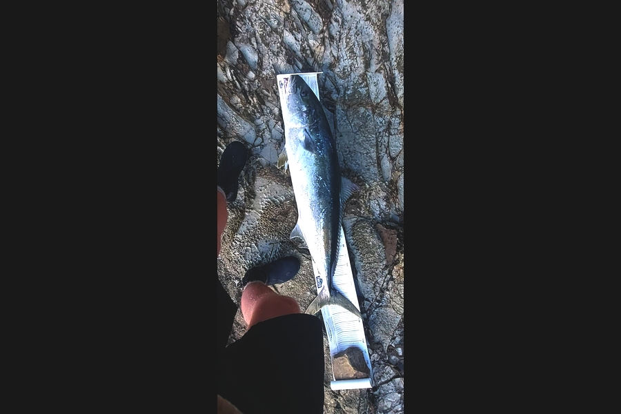 Troy Rae-Royle caught this 119.0cm Kingfish at Coromandel  during The Export NZ Fishing Competition