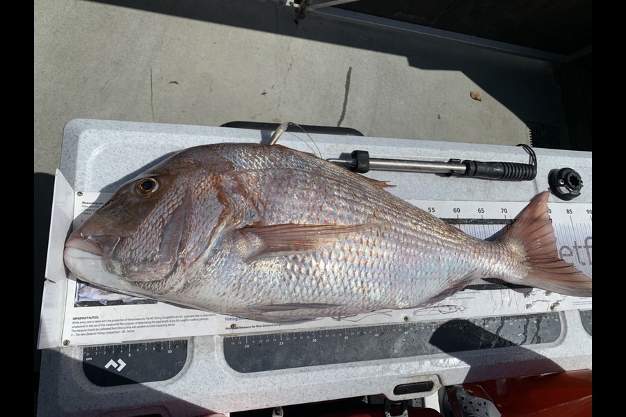 Ash Dann caught this 79.5cm Snapper at Northland  during The Export NZ Fishing Competition
