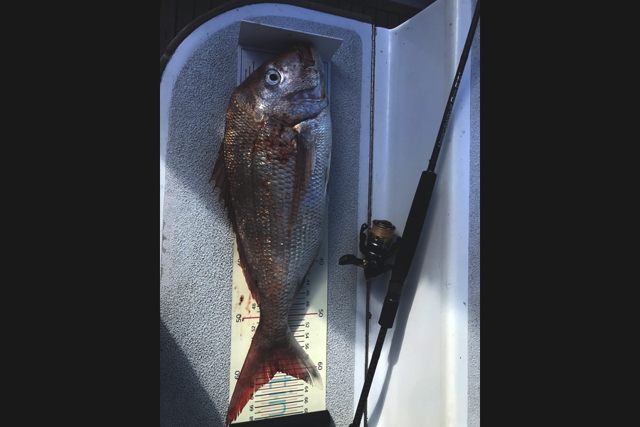 Darren Bugg caught this 60.0cm Snapper at Squiggles  during The Export NZ Fishing Competition