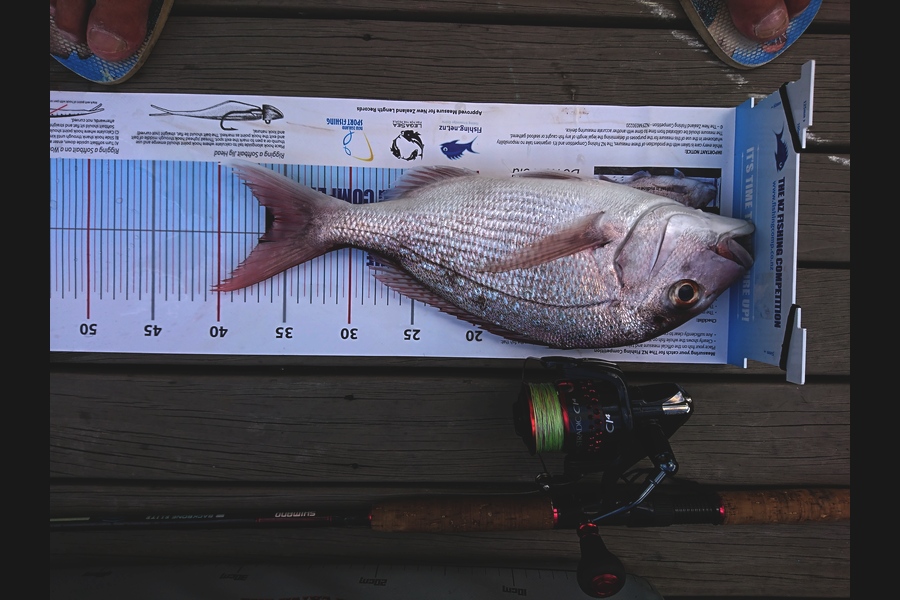 Vance  Bentley  caught this 35.5cm Snapper at browns island Hauraki gulf during The Export NZ Fishing Competition