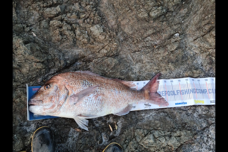 Daniel Fobbester caught this 91.5cm Snapper at Northland during The Export NZ Fishing Competition