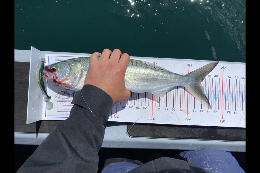 Navare Taylor caught this 43.5cm Kahawai at Whitianga during The Export NZ Fishing Competition