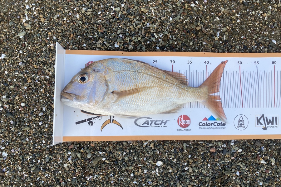 Kody Allen Stephenson caught this 43.5cm Snapper at Northland during The Export NZ Fishing Competition