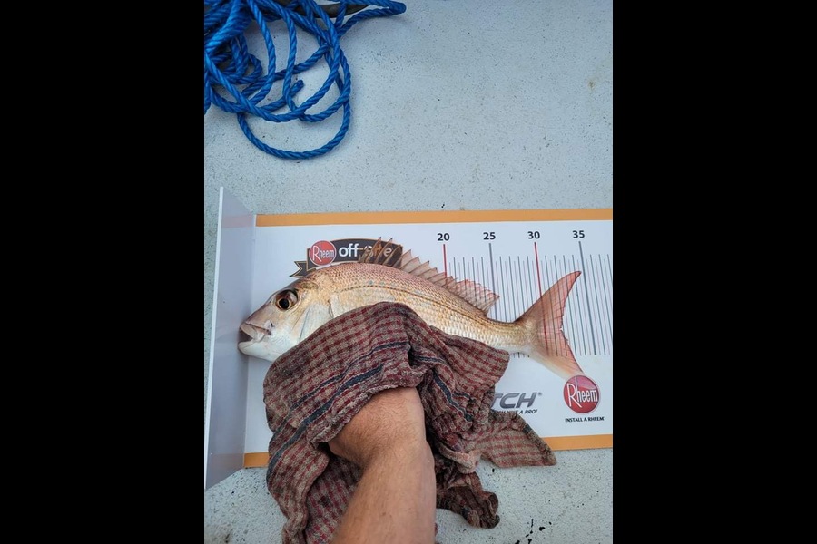 Dylan Mason-McKerrow  caught this 31.5cm Snapper at Whangarei Harbour during The Export NZ Fishing Competition