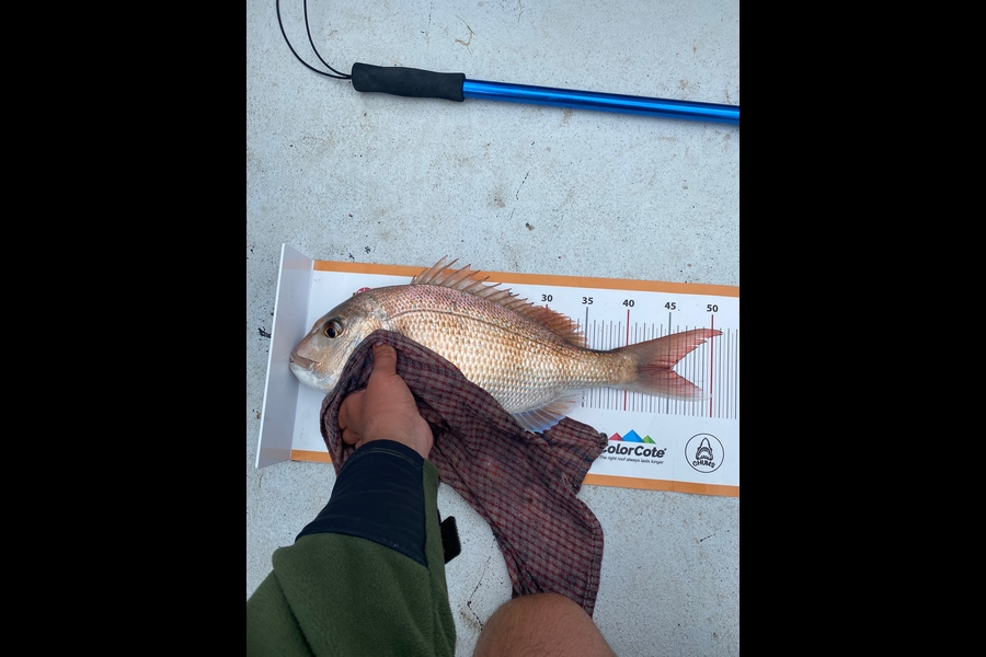 Dylan Mason-McKerrow  caught this 44.5cm Snapper at Whangarei Harbour during The Export NZ Fishing Competition