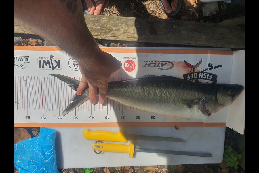 Callan Lombaard caught this 48.5cm Kahawai at wellington  harbour  during The Export NZ Fishing Competition