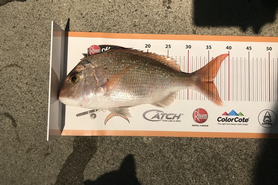 Blair Cameron caught this 36.0cm Snapper at Tauranga  during The Export NZ Fishing Competition