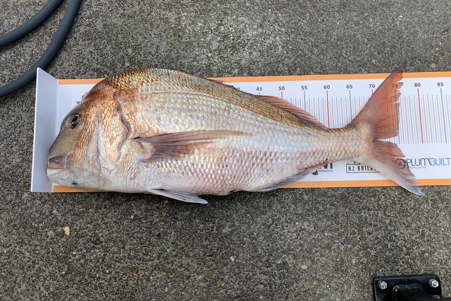 Kerry  O’Connor  caught this 74.5cm Snapper at Wanganui  during The Export NZ Fishing Competition