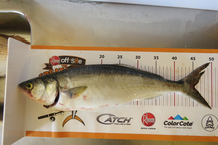 Tracy Holland caught this 45.0cm Kahawai at Patons Rock Golden Bay, NZ during The Export NZ Fishing Competition