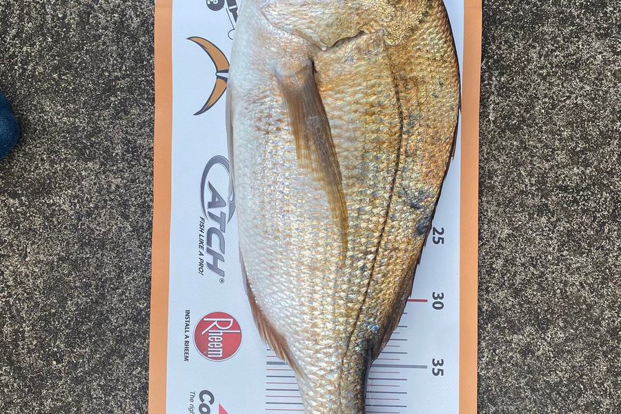 Mark Roberts caught this 48.0cm Snapper at Bay of Plenty during The Export NZ Fishing Competition