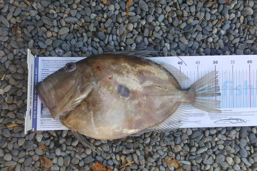 Paul Nash caught this 51.0cm John Dory at Durville island during The Export NZ Fishing Competition