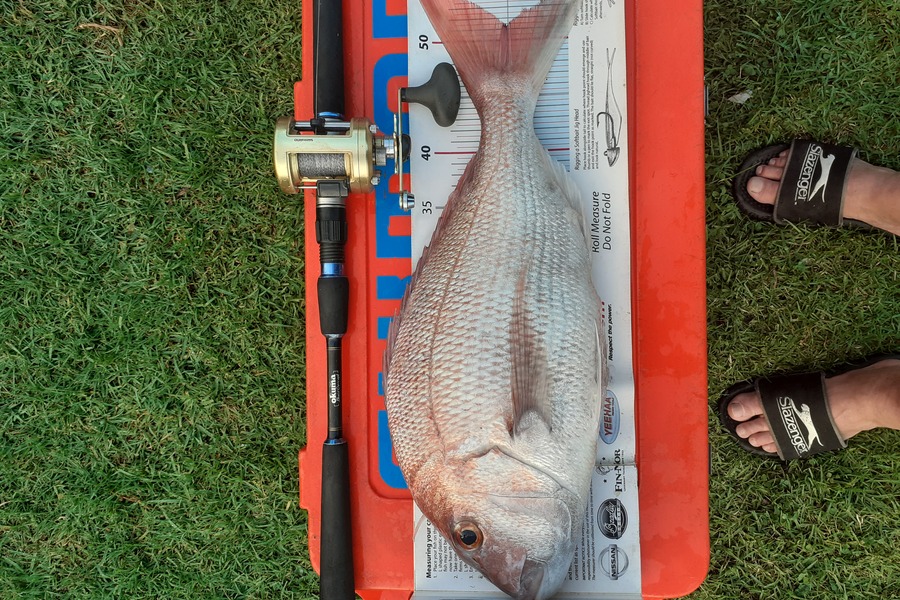 Ivo Jurisich caught this 51.0cm Snapper at Kaipara harbour  during The Export NZ Fishing Competition