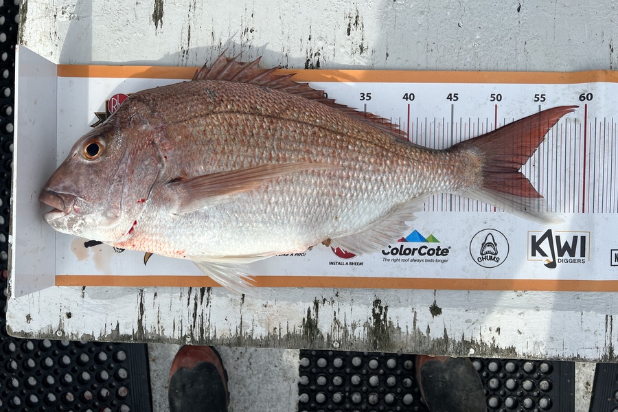 Henk Du Toit caught this 52.5cm Snapper at Kapiti during The Export NZ Fishing Competition