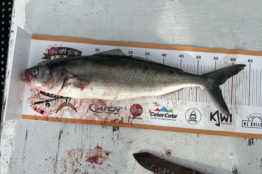 Henk Du Toit caught this 56.0cm Kahawai at Kapiti during The Export NZ Fishing Competition