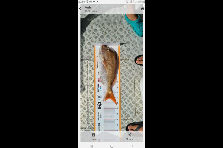 Kenneth McIver caught this 50.0cm Snapper at Kaipara during The Export NZ Fishing Competition