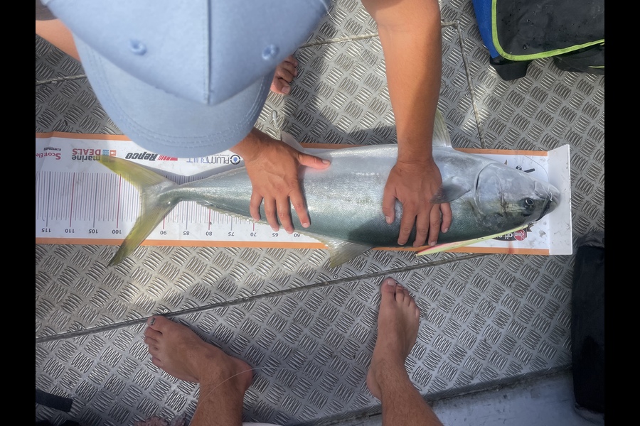 Tim Vesey caught this 95.0cm Kingfish at Ahipara during The Export NZ Fishing Competition