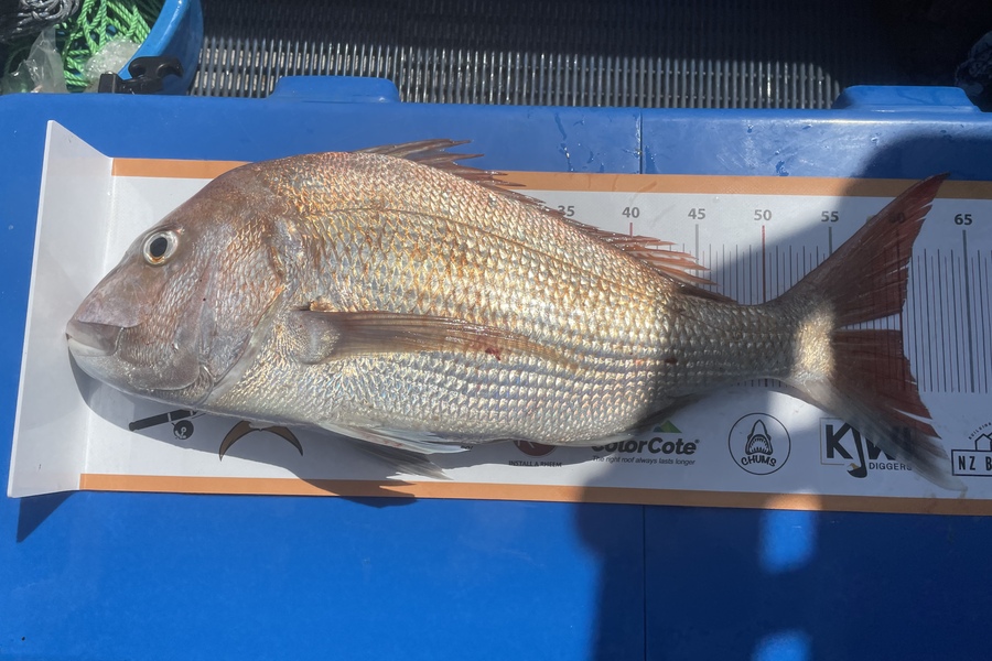Craille Akroyd  caught this 60.0cm Snapper at Kawhia  during The Export NZ Fishing Competition