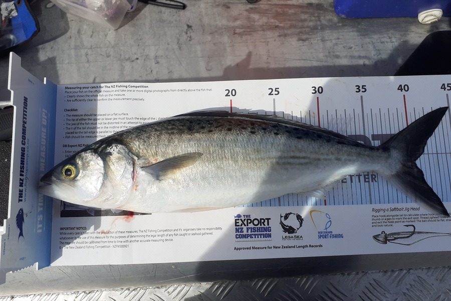 Nick Schwarzer caught this 40.0cm Kahawai at Whakatane  during The Export NZ Fishing Competition
