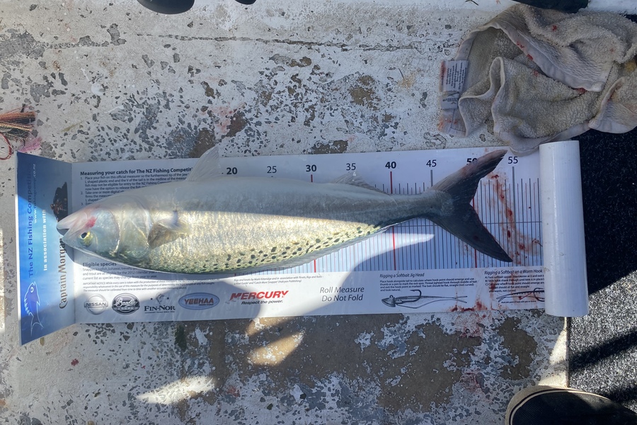 Matt Simcox caught this 49.5cm Kahawai at Hawkes Bay during The Export NZ Fishing Competition