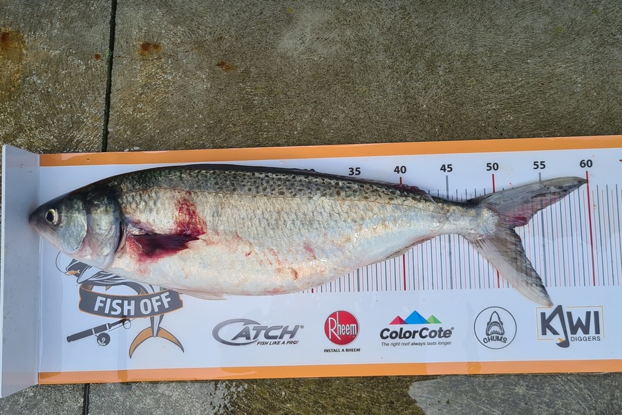 Steve Eustace caught this 51.5cm Kahawai at Hawkes Bay during The Export NZ Fishing Competition