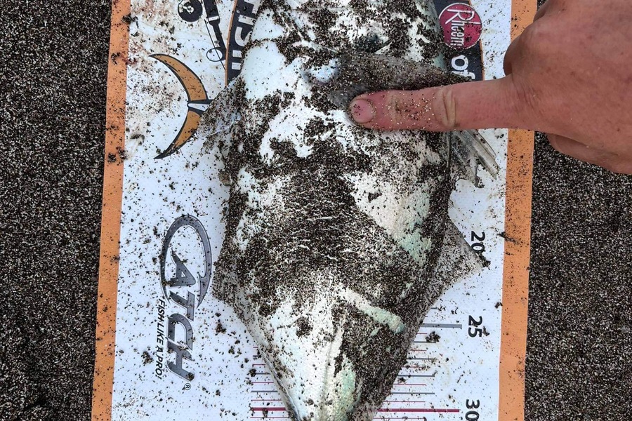 Josh  Mcmurtrie  caught this 37.5cm Trevally at Whananaki  during The Export NZ Fishing Competition