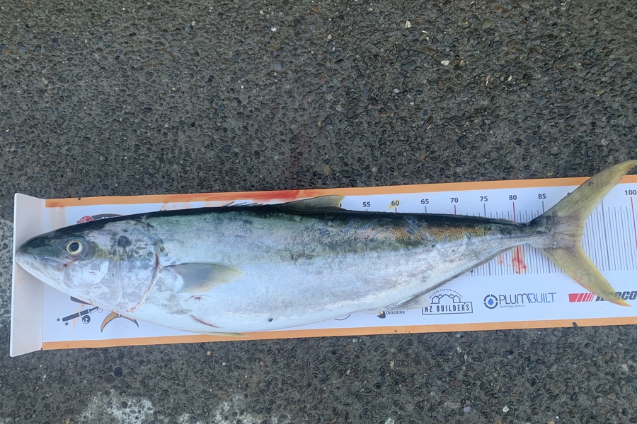 Luke Slobbe caught this 90.5cm Kingfish at Kapiti during The Export NZ Fishing Competition