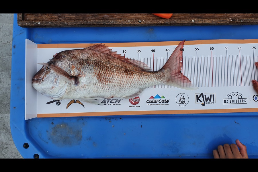 Haz Clarke caught this 49.0cm Snapper at Coromandel during The Export NZ Fishing Competition