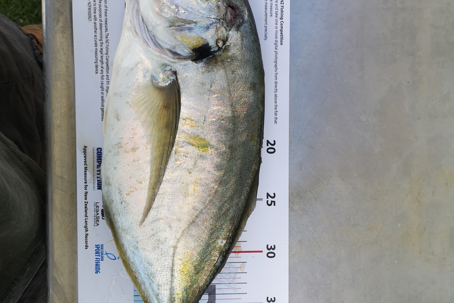 Holly Stuart caught this 41.5cm Trevally at Taranaki during The Export NZ Fishing Competition